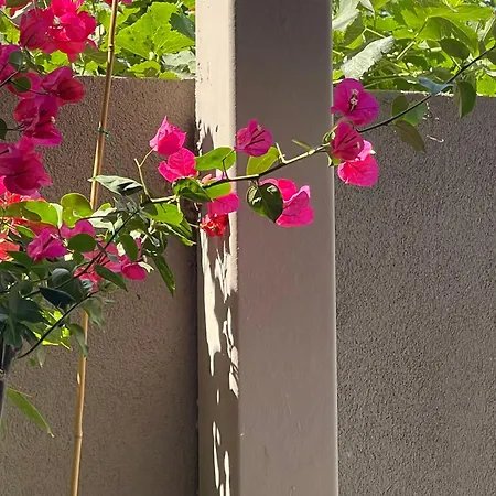 Lemon Tree *